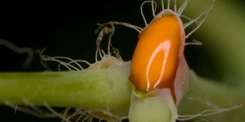 celandine juice for the treatment of toenail fungus